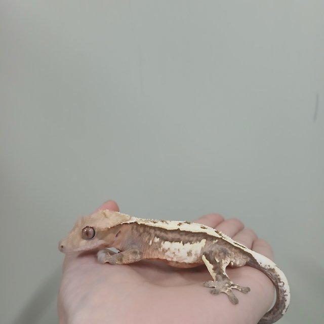 세이블