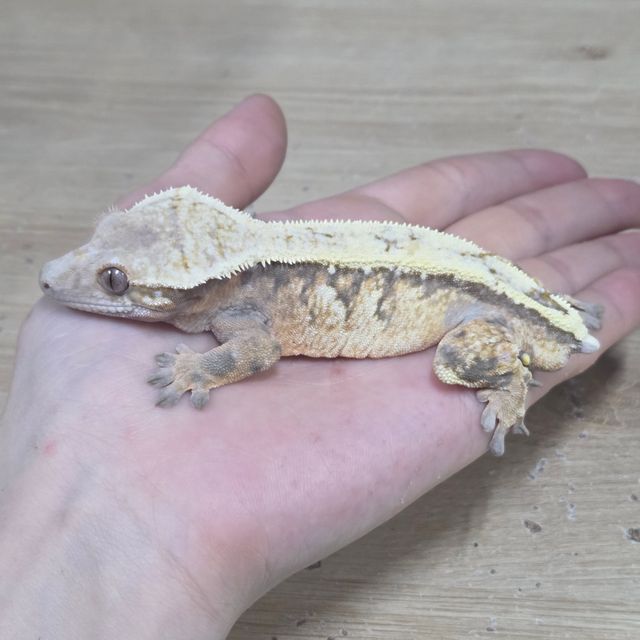 세이블