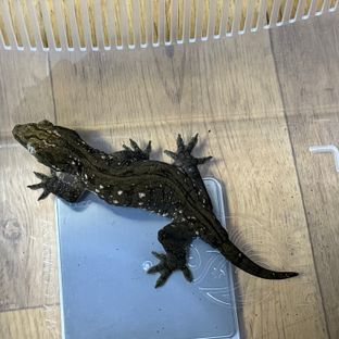 GT 헷 멜라니스틱