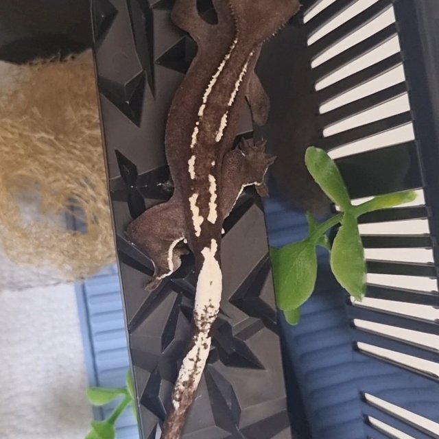 아잔틱