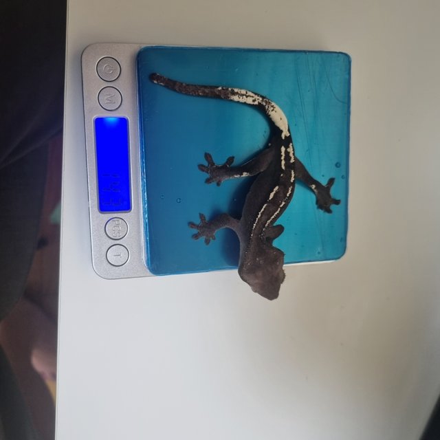 아잔틱