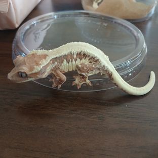 릴리 세이블