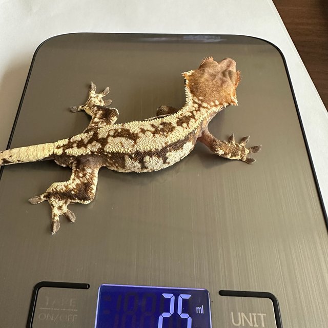 카푸치노