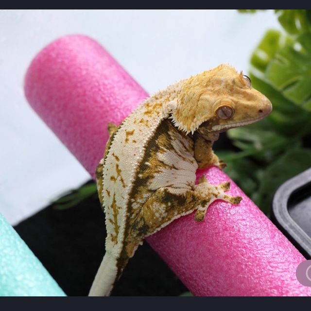 트라이 익스트림할리퀸