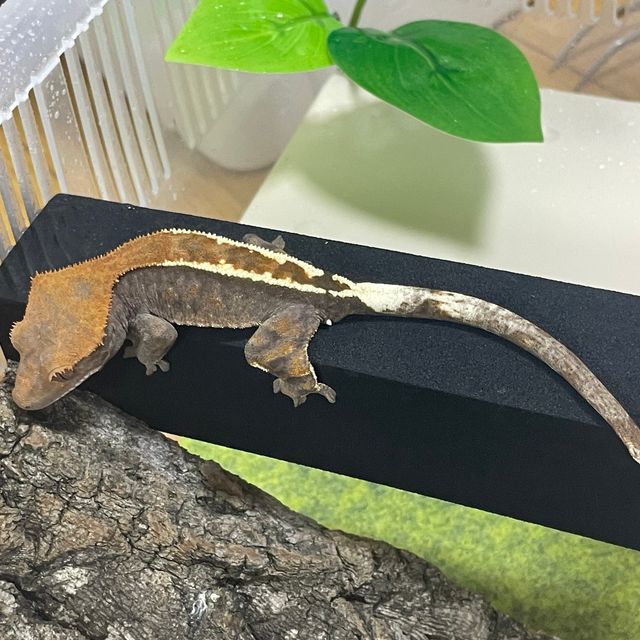 카푸치노