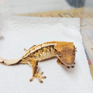 트라이