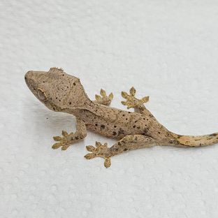 달마시안