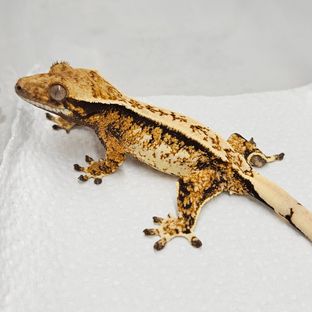 트라이