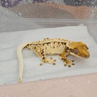 트라이