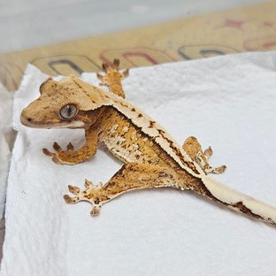 화이트스팟 트라이