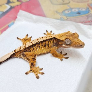 텐저린 트라이