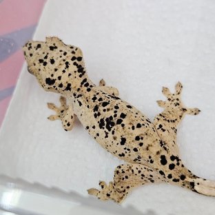 슈퍼달마시안 달마시안