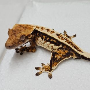 트라이