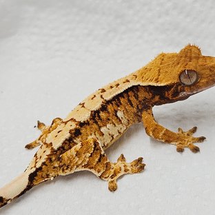 트라이