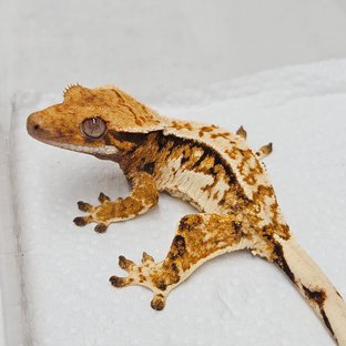 트라이