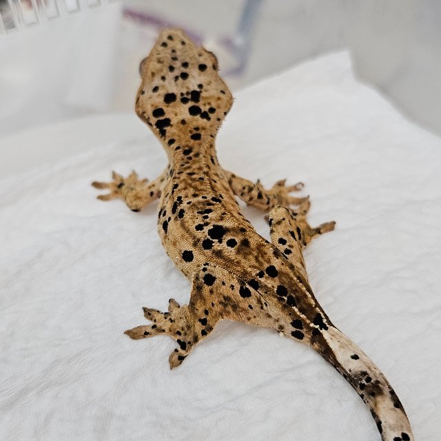 슈퍼달마시안 달마시안