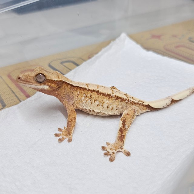 레드 화이트 트라이