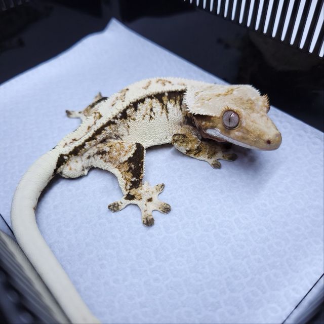 트라이