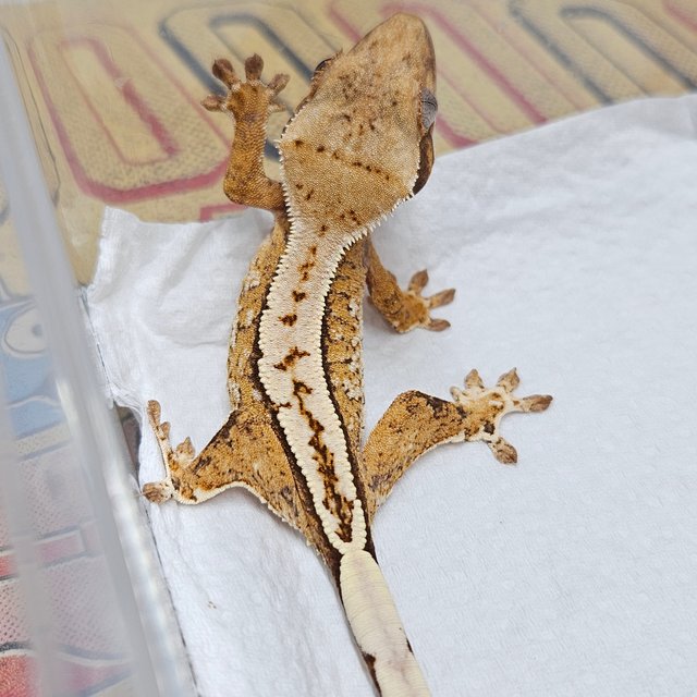 화이트스팟 트라이