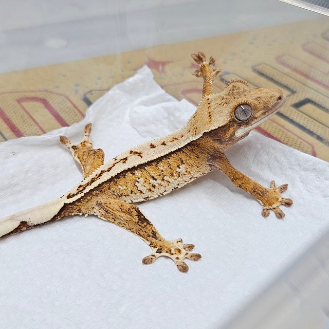 화이트스팟 트라이