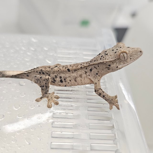 슈퍼달마시안 달마시안