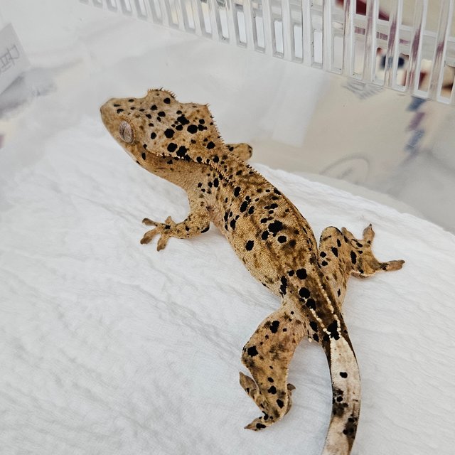 슈퍼달마시안 달마시안