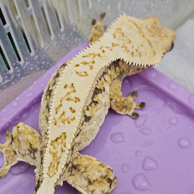 트라이