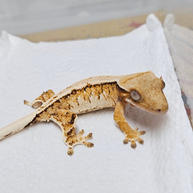 텐저린 화이트 트라이