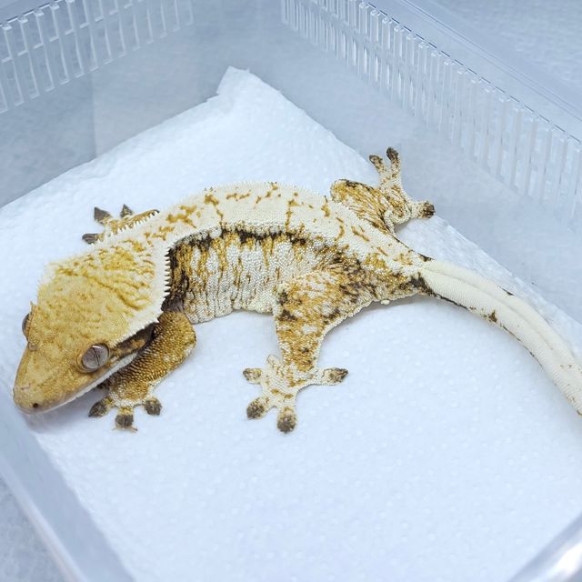 트라이