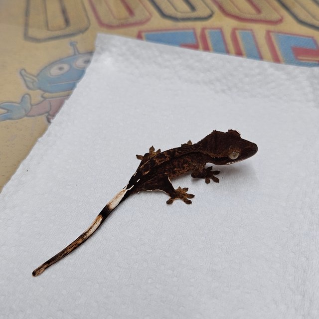 다크 100%헷아잔틱