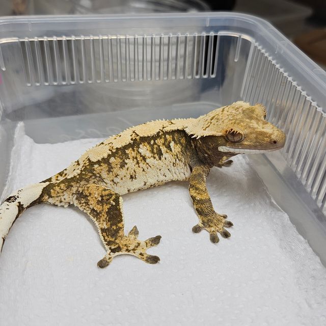 트라이