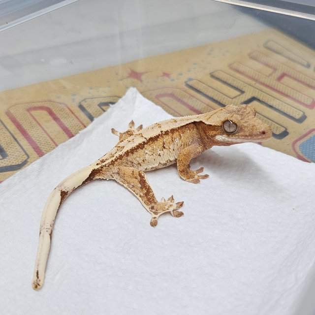 레드 화이트 트라이