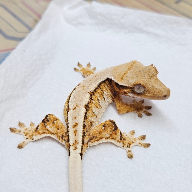 텐저린 화이트 트라이