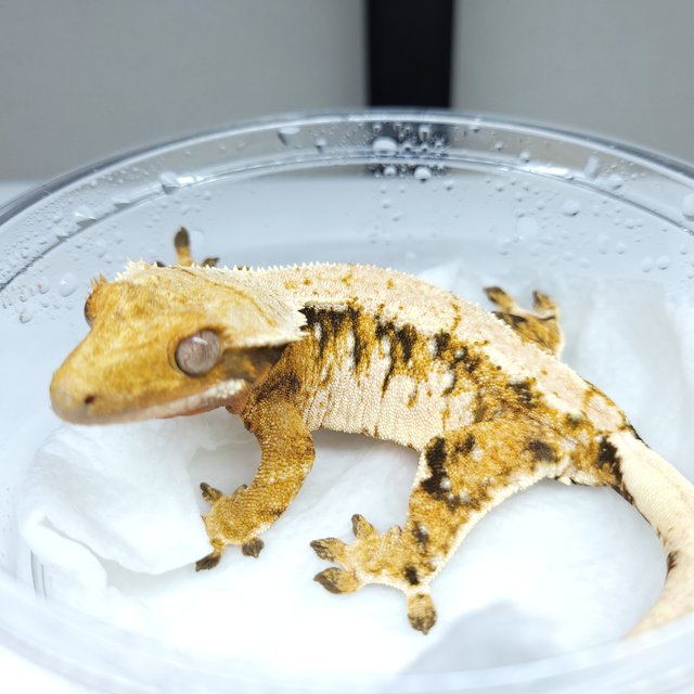 트라이
