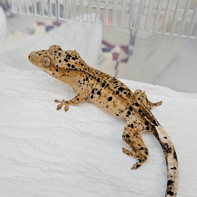 슈퍼달마시안 달마시안