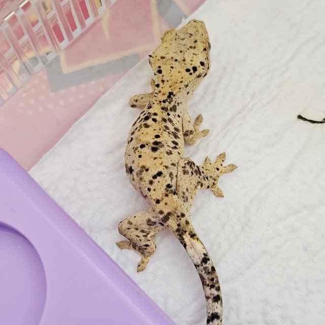 슈퍼달마시안