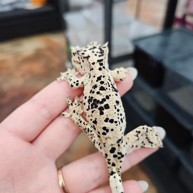 슈퍼달마시안 달마시안