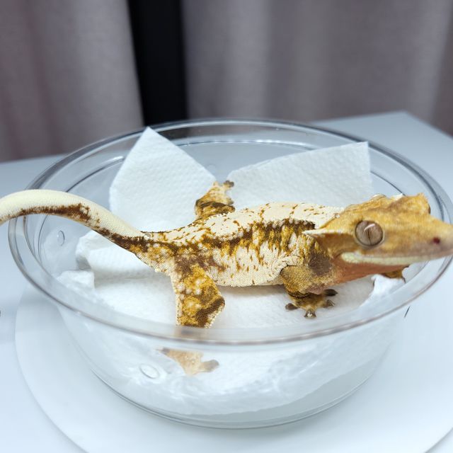 트라이