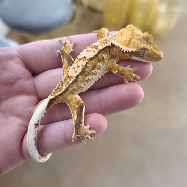 트라이