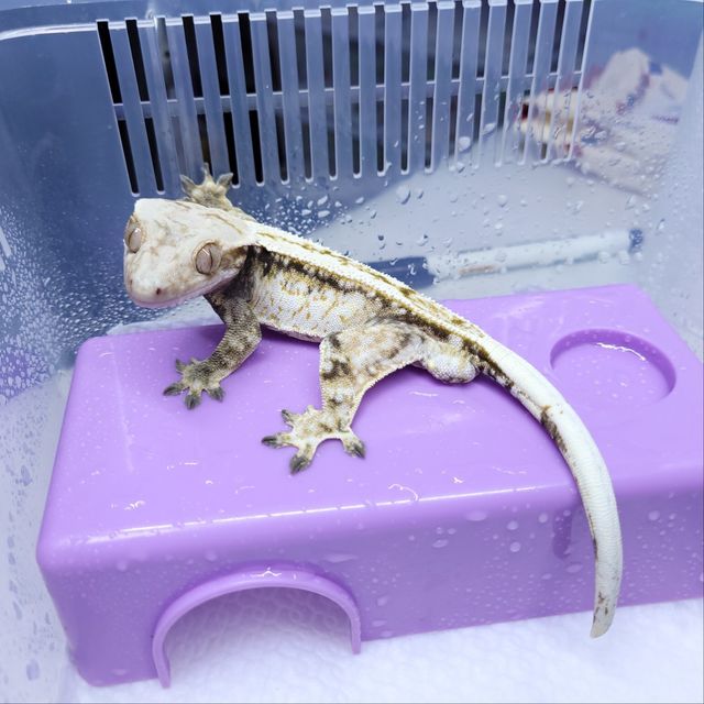 트라이
