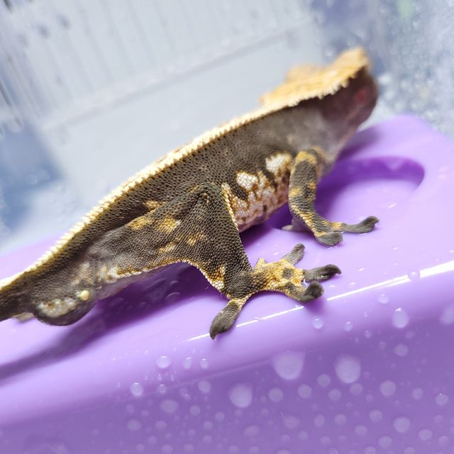 트라이