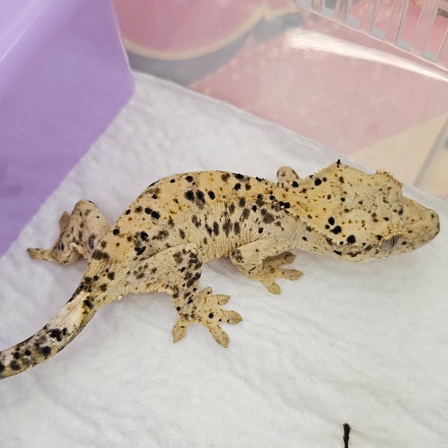 슈퍼달마시안