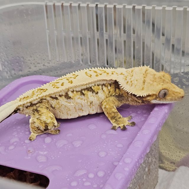 트라이