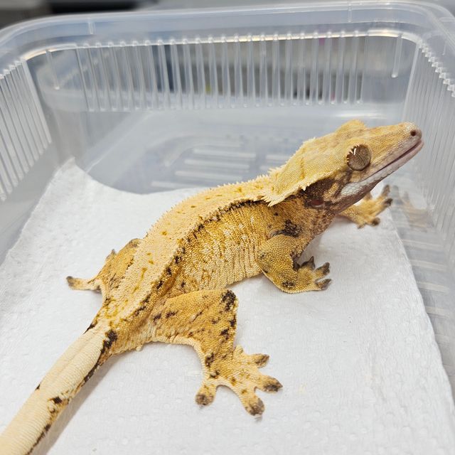 트라이