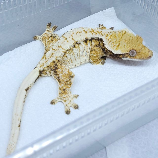 트라이