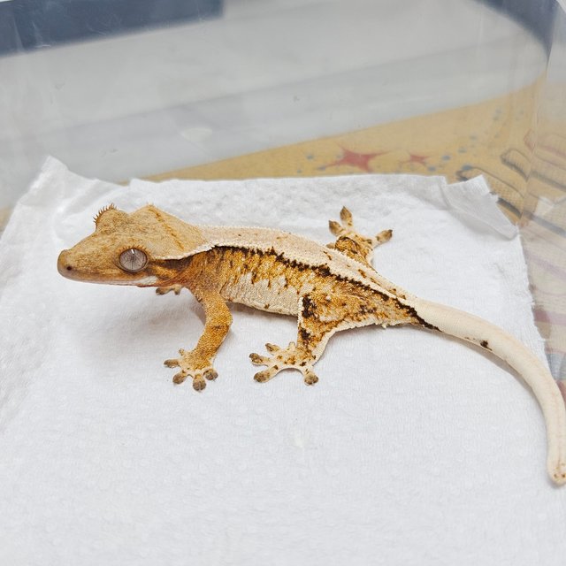 텐저린 화이트 트라이