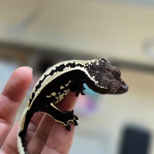 아잔틱