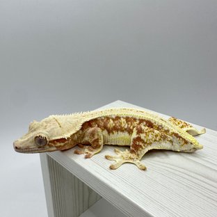 릴리화이트 레드