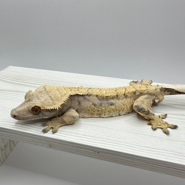 트라이 익스트림할리퀸 할리퀸