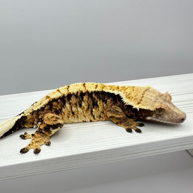 익스트림할리퀸 텐저린 트라이